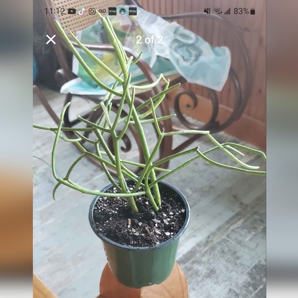 Euphorbia Pencil Sticks Cactus